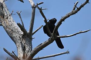 030 Raven, Common, 2023-05089559 Acton Arboretum, MA